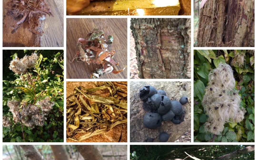 Natural tinders for firelighting blog, navigation training, wilderness first aid training