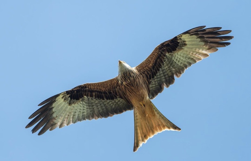 Is it a Red Kite?